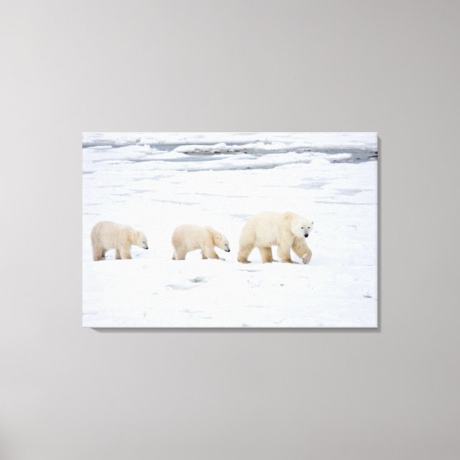 Polar Bears female and Two cubs 2 Canvas Print (Front)