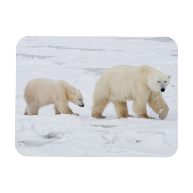Polar Bears female and Two cubs 2 Magnet (Horizontal)
