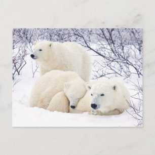 Polar Bears female and Two cubs 3 Postcard
