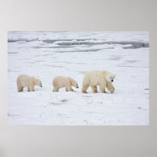 Polar Bears female and Two cubs Poster