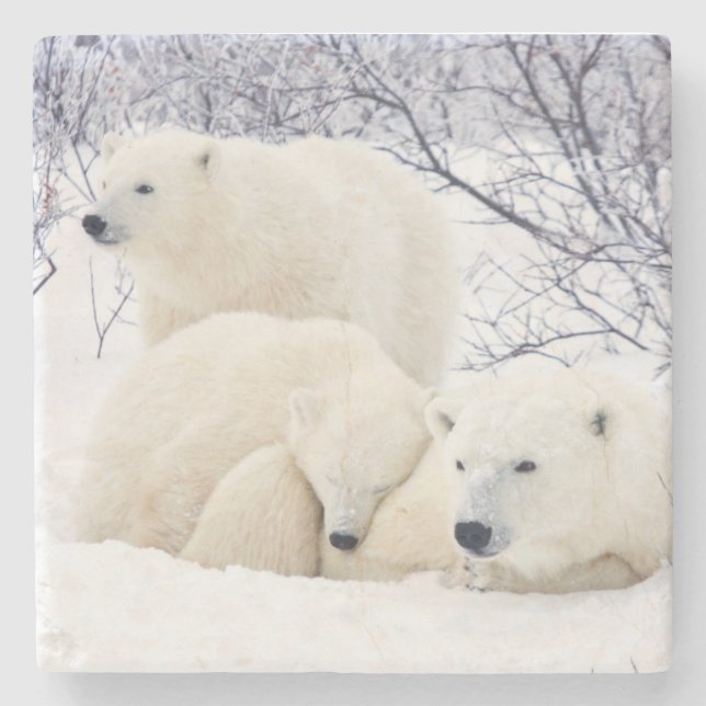 Polar Bears female and Two cubs Stone Coaster (Front)