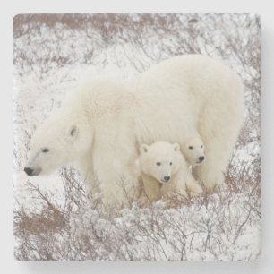 Polar Bears female and Two cubs Stone Coaster