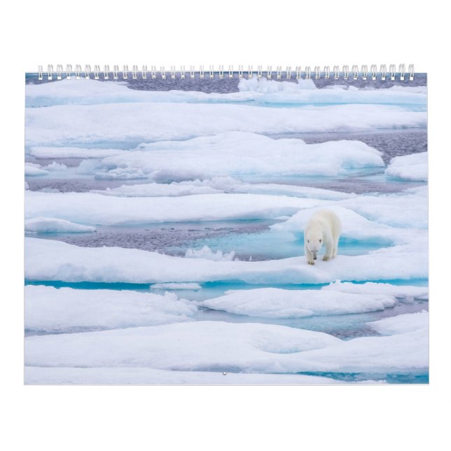 Polar Bears in the Wild Calendar (Cover)