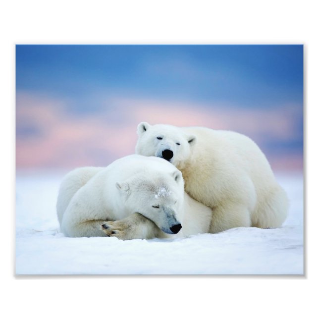 Polar Bears Photo Print (Front)