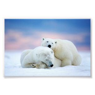 Polar Bears Photo Print