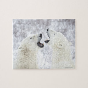 Polar Bears playing in the snow. Jigsaw Puzzle