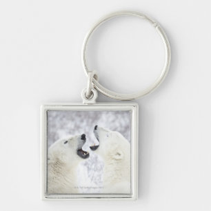 Polar Bears playing in the snow Key Ring