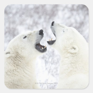 Polar Bears playing in the snow Square Sticker