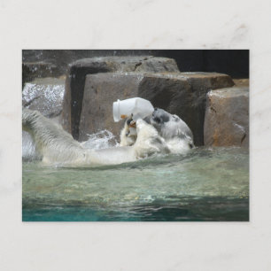 Polar Bears Postcard