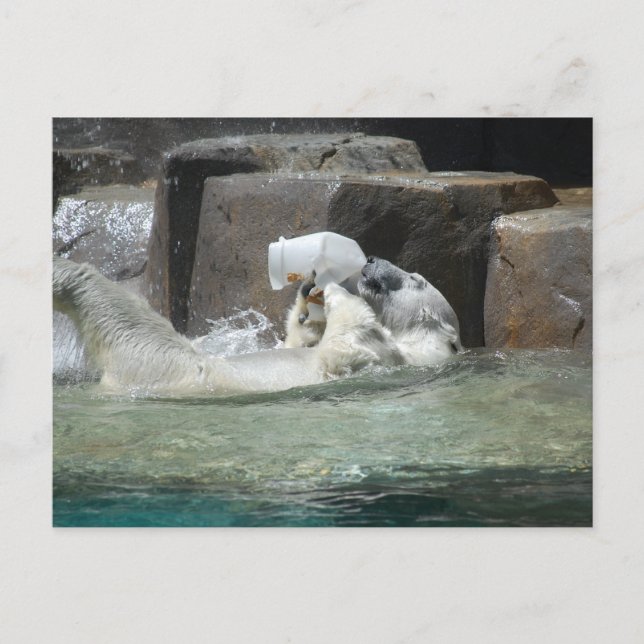 Polar Bears Postcard (Front)