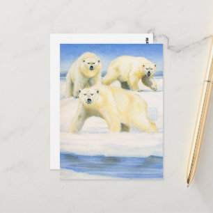 Polar Bears Postcard
