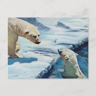 polar bears postcard