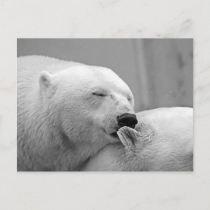 Polar bears postcard