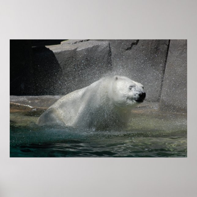 Polar Bears Poster (Front)