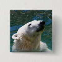 Polar bears smile