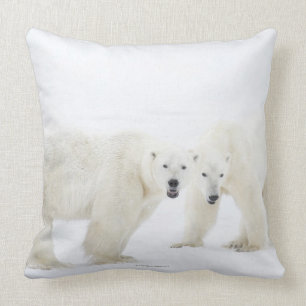 Polar Bears standing on snow after playing 2 Cushion