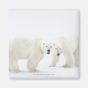 Polar Bears standing on snow after playing 2 Magnet