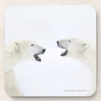 Polar Bears standing on snow after playing Coaster