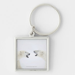 Polar Bears standing on snow after playing Key Ring
