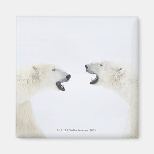 Polar Bears standing on snow after playing Magnet