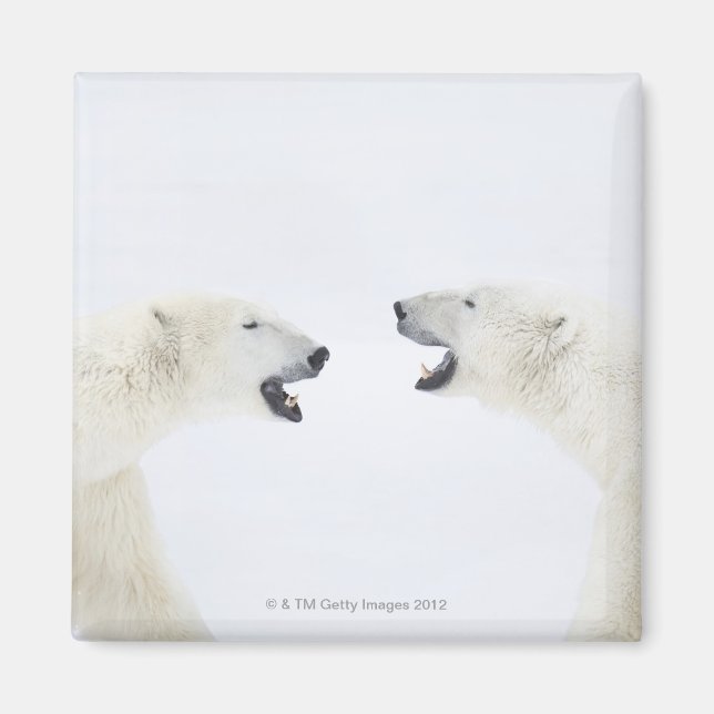 Polar Bears standing on snow after playing Magnet (Front)
