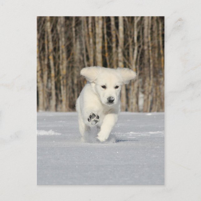 Polar Puppy Postcard (Front)