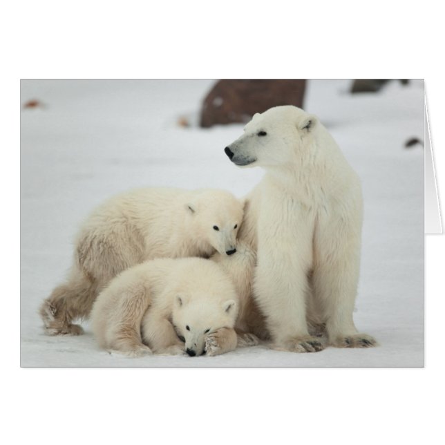Polar She-bear With Cubs (Front Horizontal)