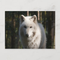 Polar Wolf