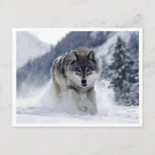 Polar wolf. Postcard