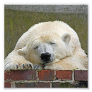 PolarBear20150501 Photo Print
