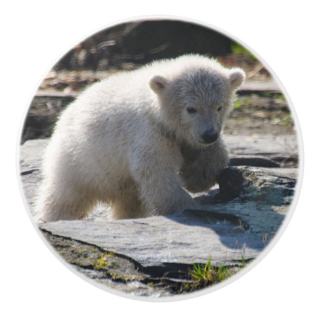PolarBear_20190302_by_JAMFoto Ceramic Knob (Front)