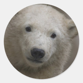 Polarbear Classic Round Sticker
