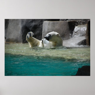 Polars Bears Poster