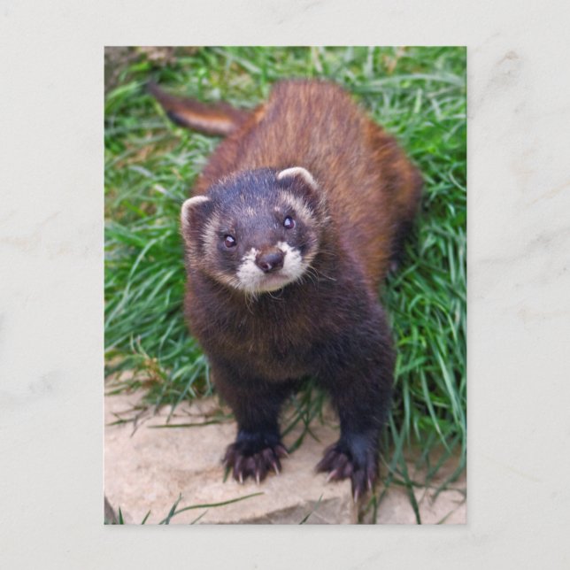Polecat Postcard (Front)