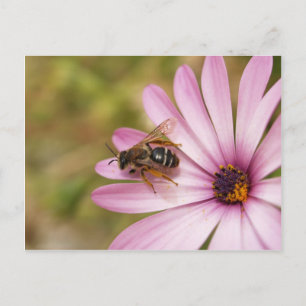 Polen Postcard