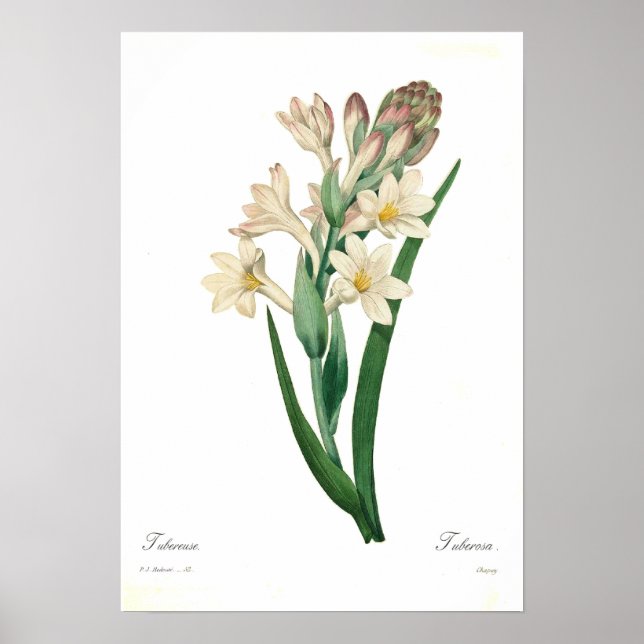 Polianthes tuberosa poster (Front)