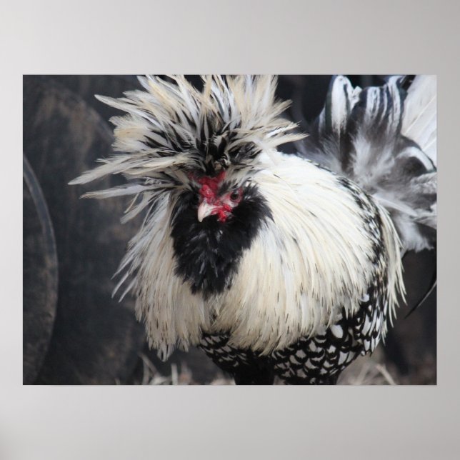 Polish Crested Rooster Poster (Front)