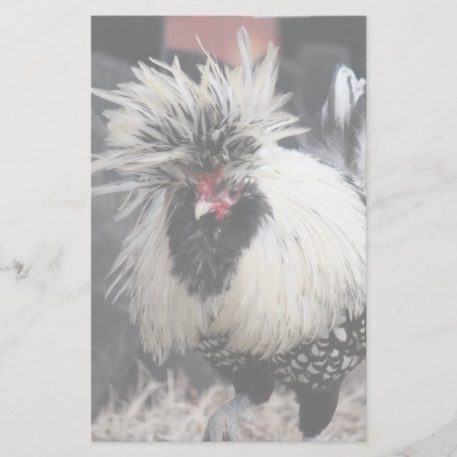 Polish Crested Rooster Stationery (Front)