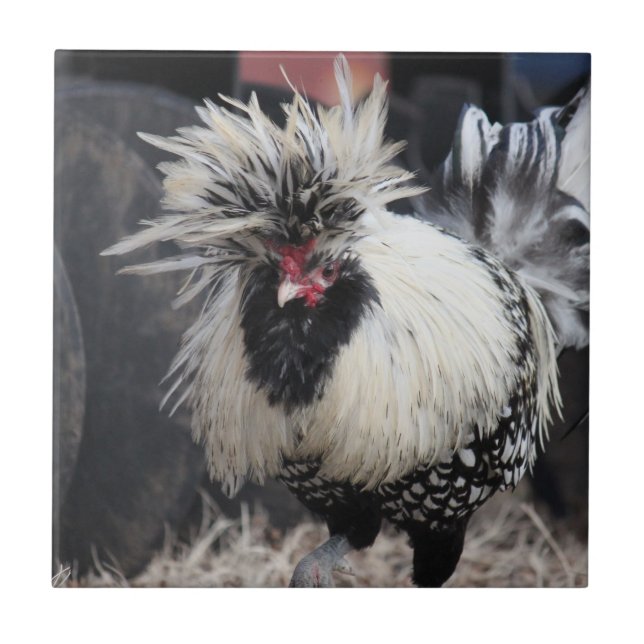 Polish Crested Rooster Tile (Front)