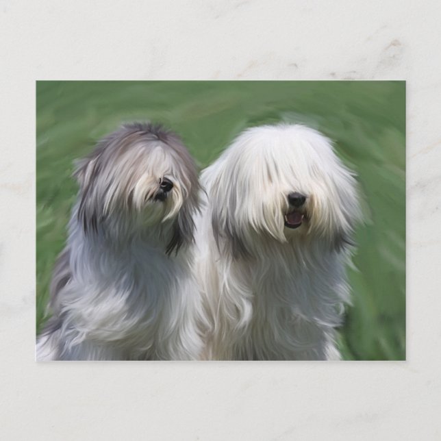 Polish lowland sheep dog postcard (Front)