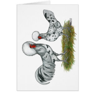 Polish Splash Chickens