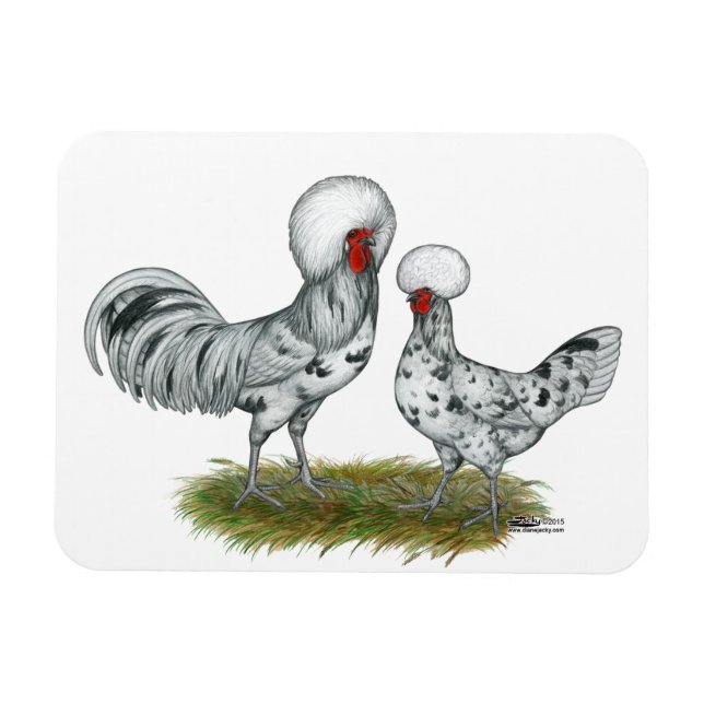 Polish Splash Chickens Magnet (Horizontal)