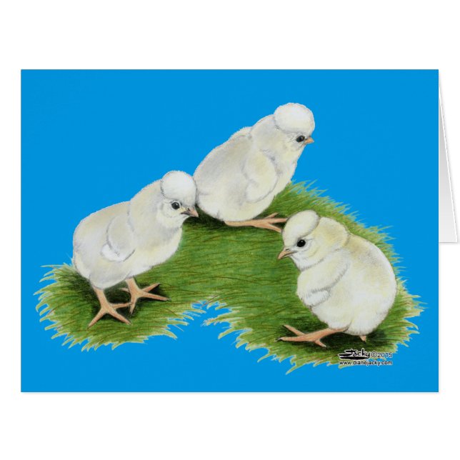 Polish Splash Chicks (Front Horizontal)