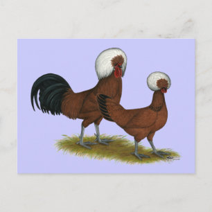 Polish: White Crested Reds Postcard