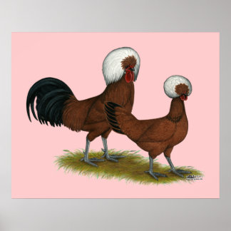 Polish:  White Crested Reds Poster