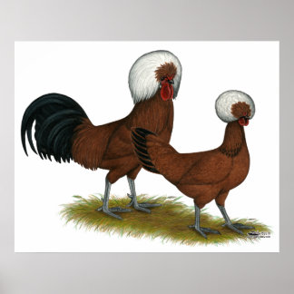 Polish: White Crested Reds Poster