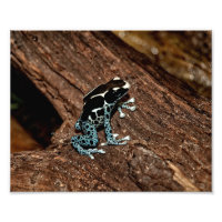 Polka Dot Frog
