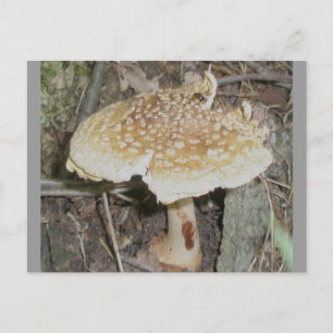 Polka Dot Mushroom Postcard