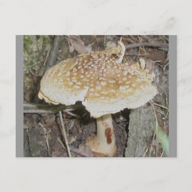 Polka Dot Mushroom Postcard (Front)