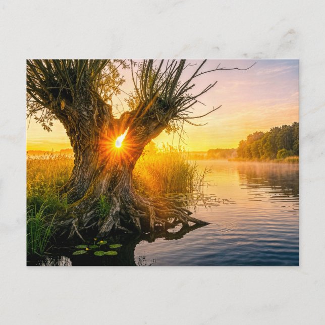 Pollard willow by misty river sunrise postcard (Front)